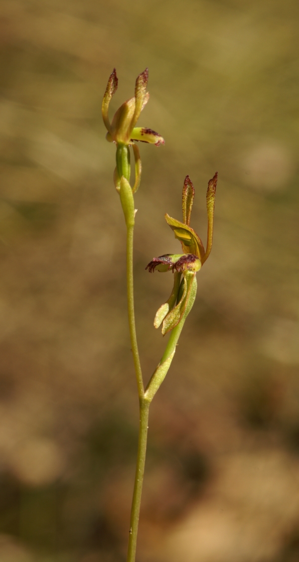 Leporella fimbriata